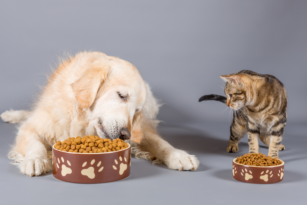 Schema de mancare pentru caini si pisici: schimbarea hranei la caini si pisici